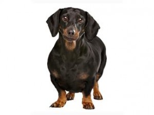 Imagen tomada de http://www.perros.royalcanin.es/cosas-de-perros/salud/el-perro-con-sobrepeso